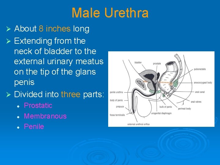Male Urethra About 8 inches long Ø Extending from the neck of bladder to