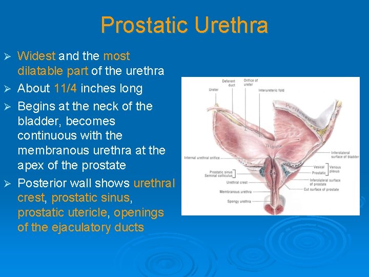 Prostatic Urethra Widest and the most dilatable part of the urethra Ø About 11/4 Prostatic Urethra Widest and the most dilatable part of the urethra Ø About 11/4