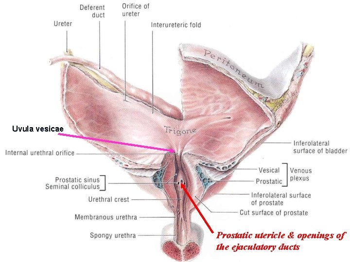Uvula vesicae Prostatic utericle & openings of the ejaculatory ducts 