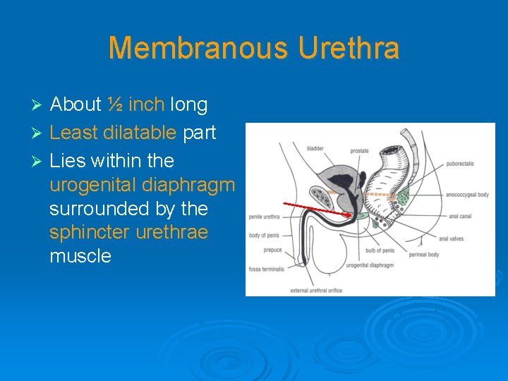 Membranous Urethra About ½ inch long Ø Least dilatable part Ø Lies within the