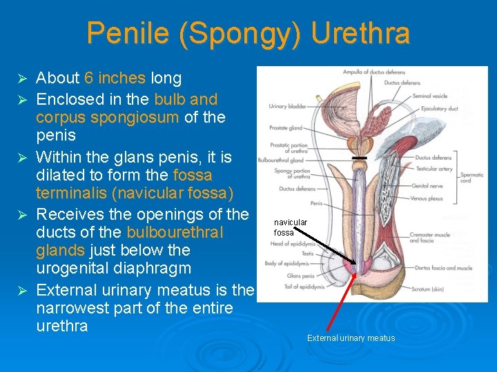 Penile (Spongy) Urethra Ø Ø Ø About 6 inches long Enclosed in the bulb