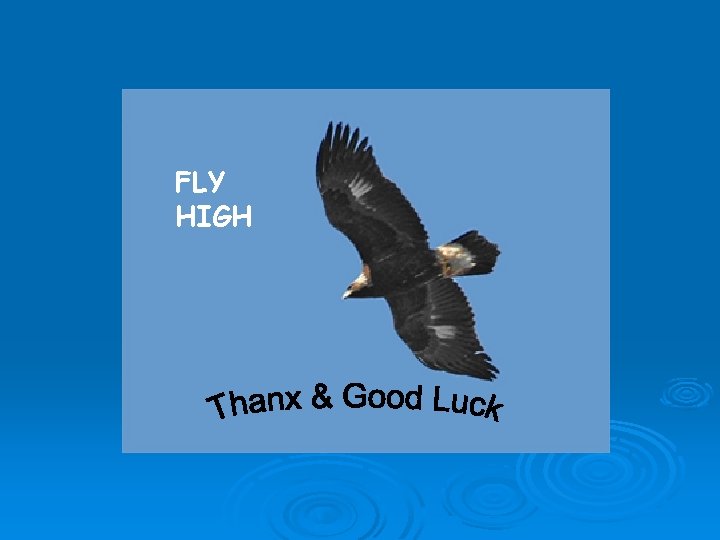 FLY HIGH FLY HIGH