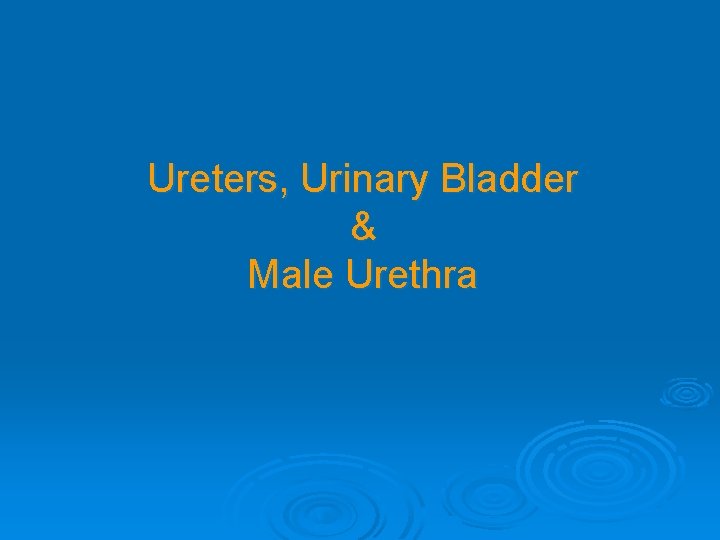 Ureters, Urinary Bladder & Male Urethra 
