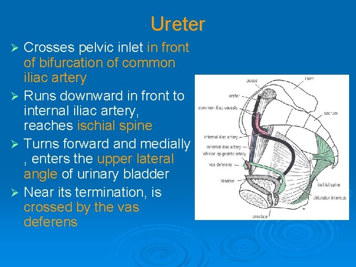 Ureter Crosses pelvic inlet in front of bifurcation of common iliac artery Ø Runs