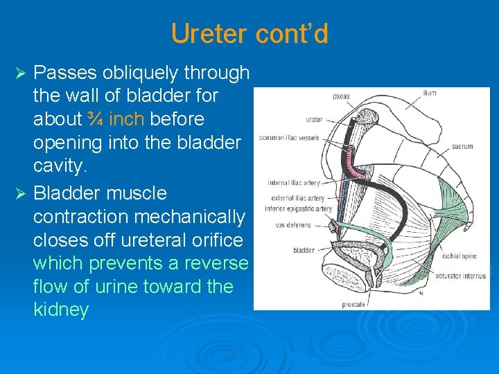 Ureter cont’d Passes obliquely through the wall of bladder for about ¾ inch before