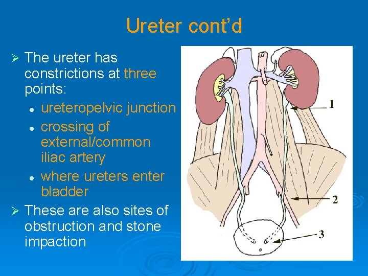 Ureter cont’d The ureter has constrictions at three points: l ureteropelvic junction l crossing