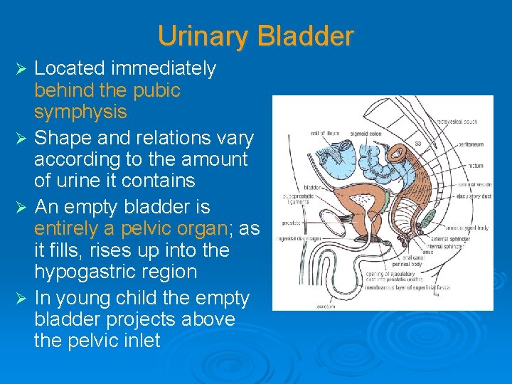 Urinary Bladder Located immediately behind the pubic symphysis Ø Shape and relations vary according