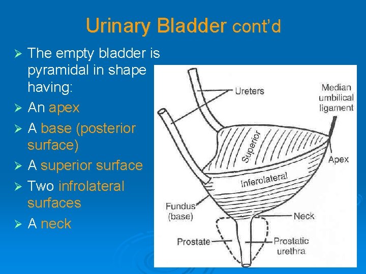 Urinary Bladder cont’d The empty bladder is pyramidal in shape having: Ø An apex