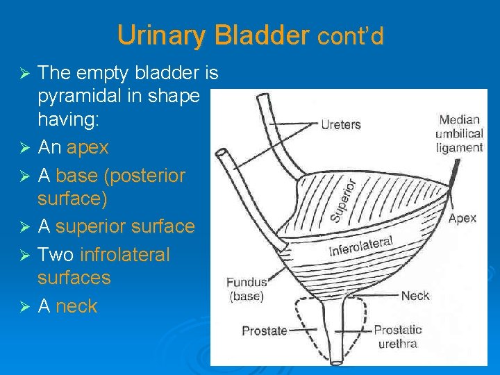 Urinary Bladder cont’d The empty bladder is pyramidal in shape having: Ø An apex Urinary Bladder cont’d The empty bladder is pyramidal in shape having: Ø An apex