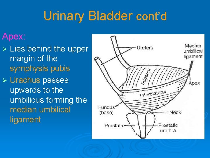 Urinary Bladder cont’d Apex: Lies behind the upper margin of the symphysis pubis Ø Urinary Bladder cont’d Apex: Lies behind the upper margin of the symphysis pubis Ø