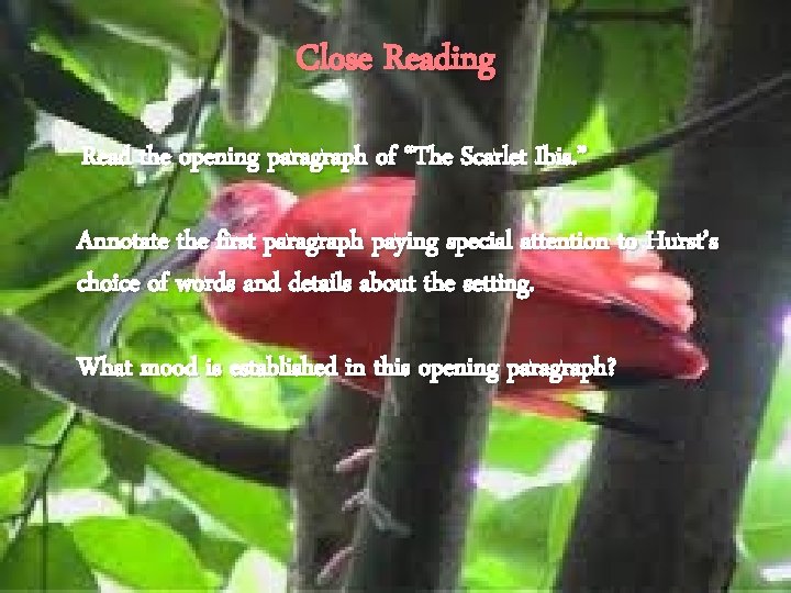 Close Reading Read the opening paragraph of “The Scarlet Ibis. ” Annotate the first