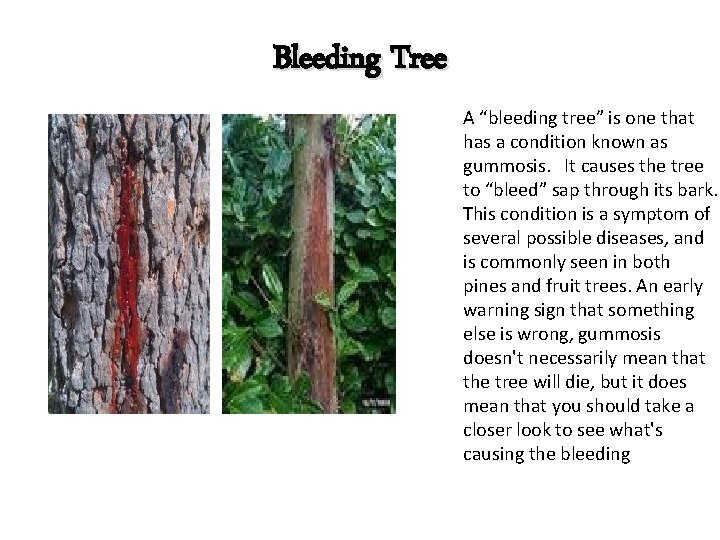 Bleeding Tree A “bleeding tree” is one that has a condition known as gummosis.