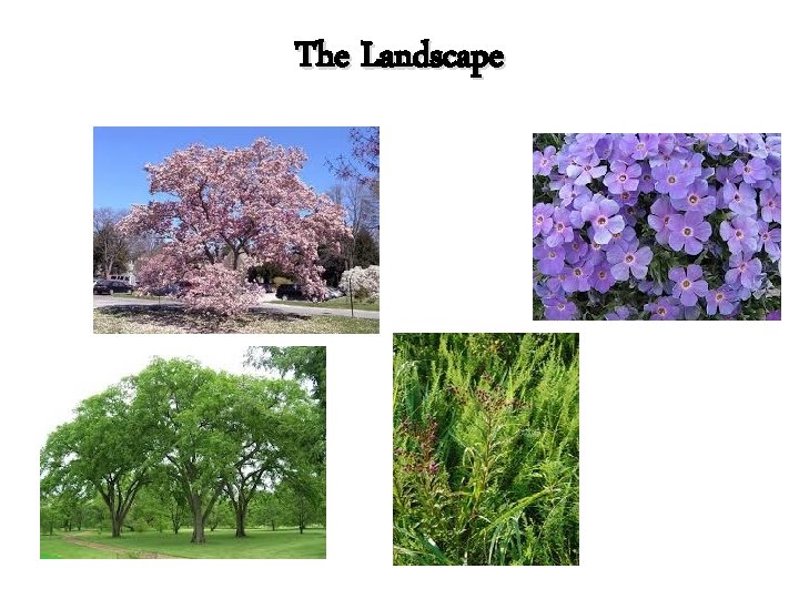 The Landscape 