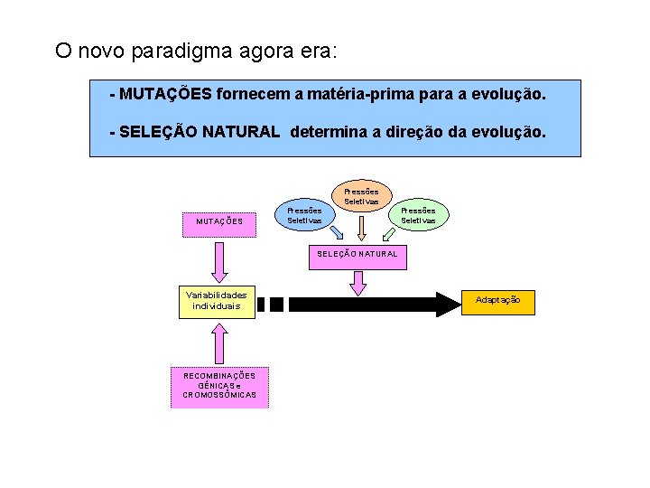 O novo paradigma agora era: - MUTAÇÕES fornecem a matéria-prima para a evolução. -