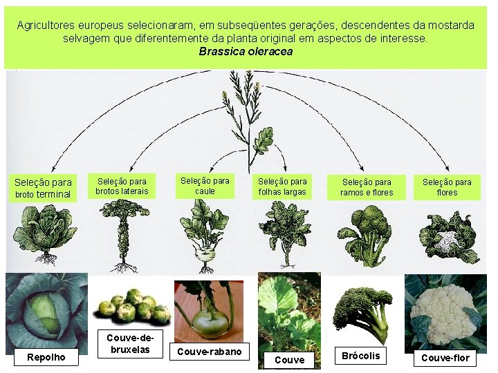 Agricultores europeus selecionaram, em subseqüentes gerações, descendentes da mostarda selvagem que diferentemente da planta