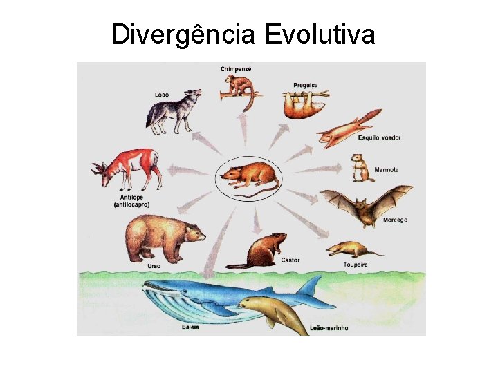Divergência Evolutiva 