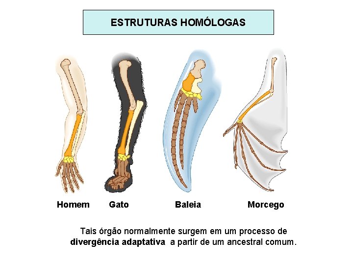 ESTRUTURAS HOMÓLOGAS Homem Gato Baleia Morcego Tais órgão normalmente surgem em um processo de