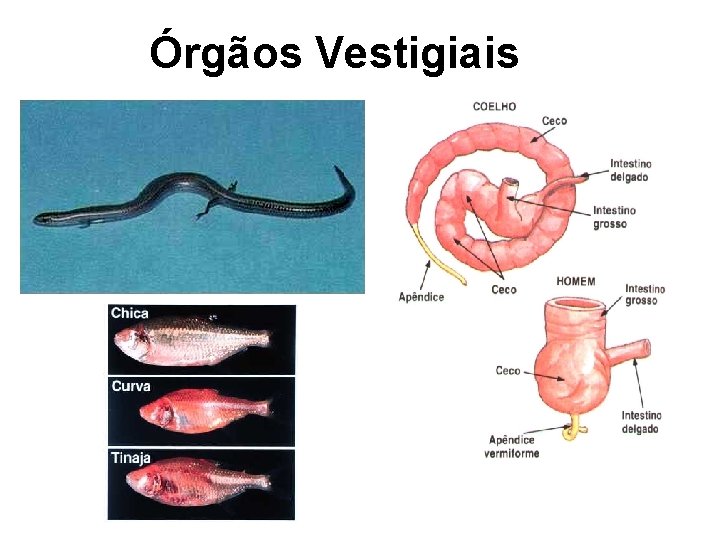 Órgãos Vestigiais 