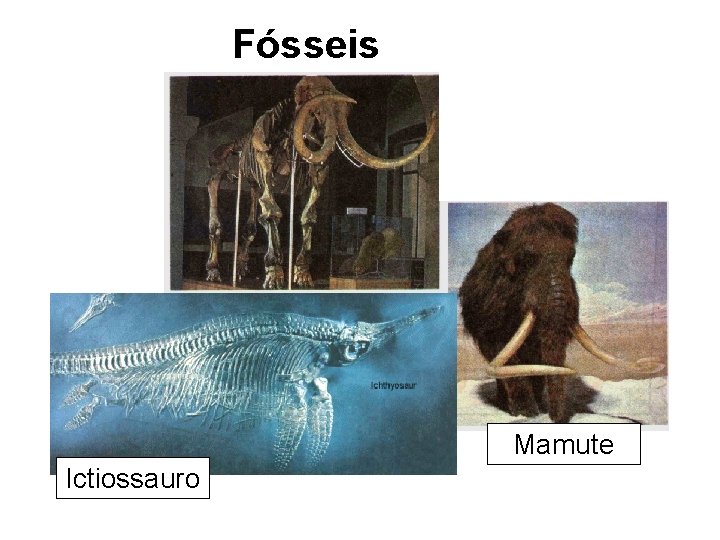 Fósseis Mamute Ictiossauro 
