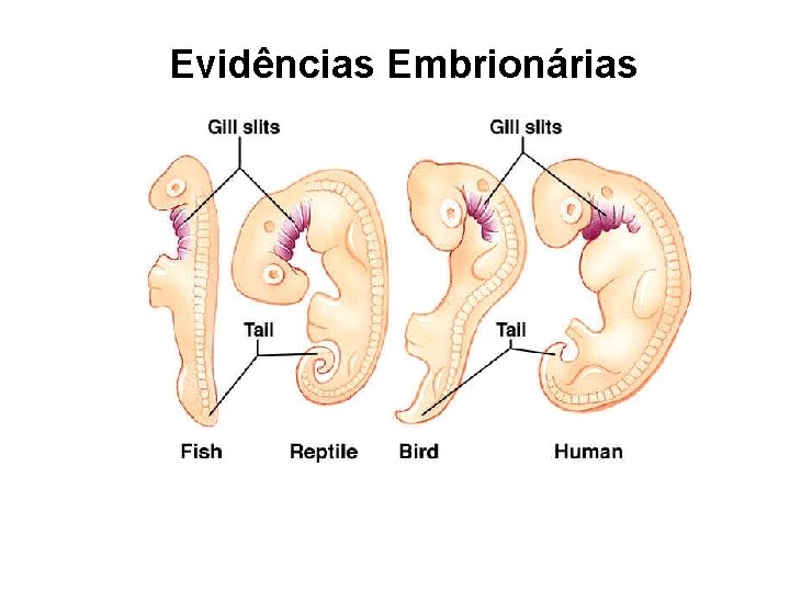 Evidências Embrionárias 