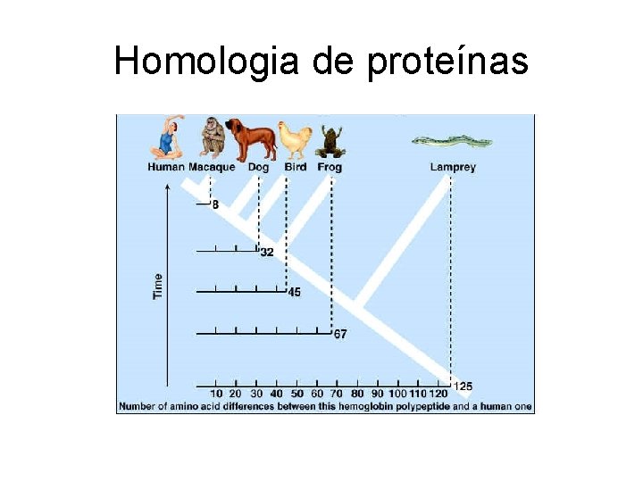 Homologia de proteínas 