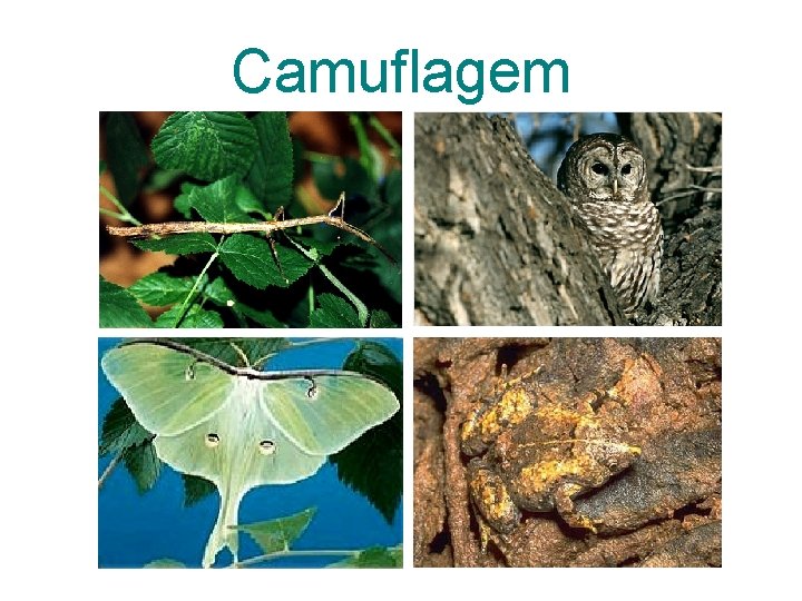 Camuflagem 