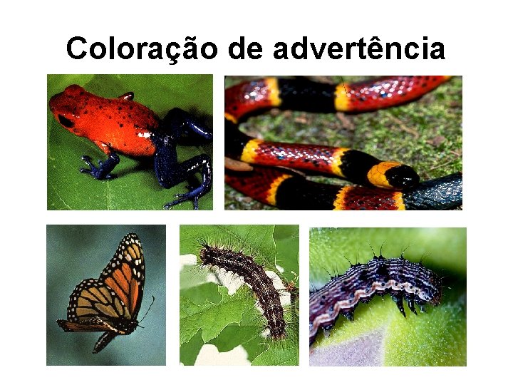 Coloração de advertência 