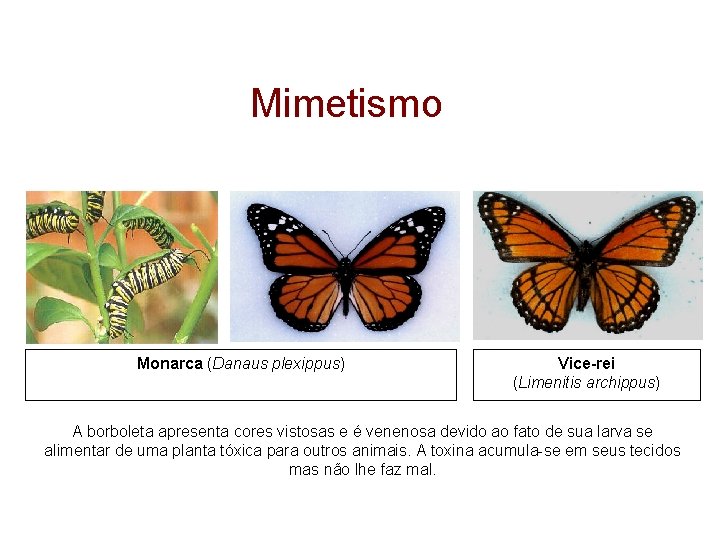Mimetismo Monarca (Danaus plexippus) Vice-rei (Limenitis archippus) A borboleta apresenta cores vistosas e é