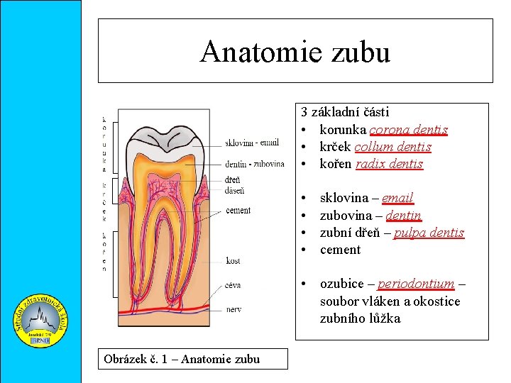 Anatomie zubu 3 základní části • korunka corona dentis • krček collum dentis •