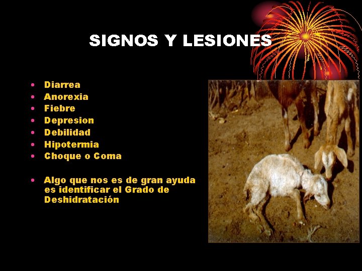 SIGNOS Y LESIONES • • Diarrea Anorexia Fiebre Depresion Debilidad Hipotermia Choque o Coma