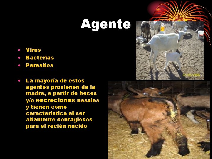 Agente • Virus • Bacterias • Parasitos • La mayoría de estos agentes provienen