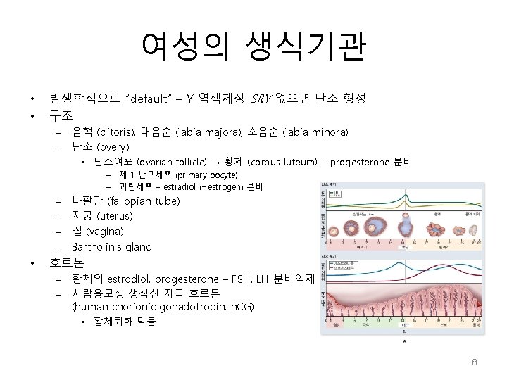 여성의 생식기관 • • 발생학적으로 “default” – Y 염색체상 SRY 없으면 난소 형성 구조