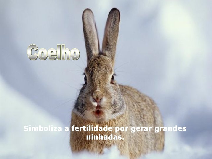 Simboliza a fertilidade por gerar grandes ninhadas. 