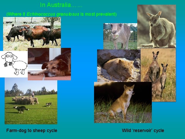 In Australia…… (Where it Echinococcus granulosus is most prevalent) Farm-dog to sheep cycle Wild