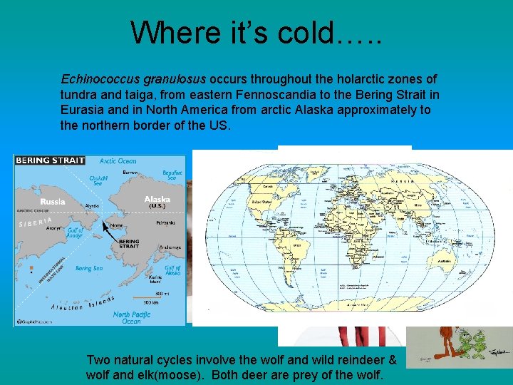Where it’s cold…. . Echinococcus granulosus occurs throughout the holarctic zones of tundra and