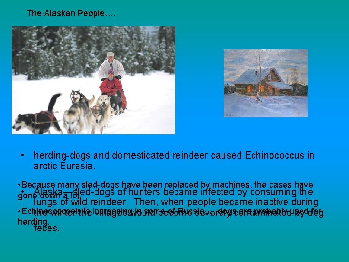 The Alaskan People…. • herding-dogs and domesticated reindeer caused Echinococcus in arctic Eurasia. •