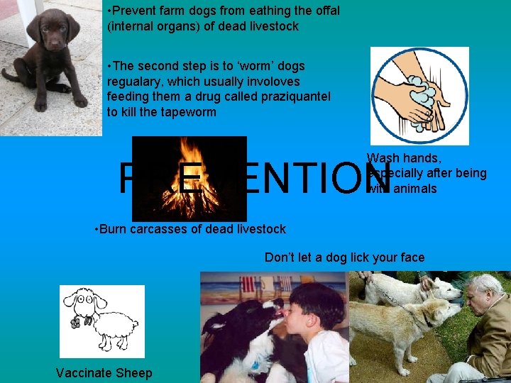  • Prevent farm dogs from eathing the offal (internal organs) of dead livestock