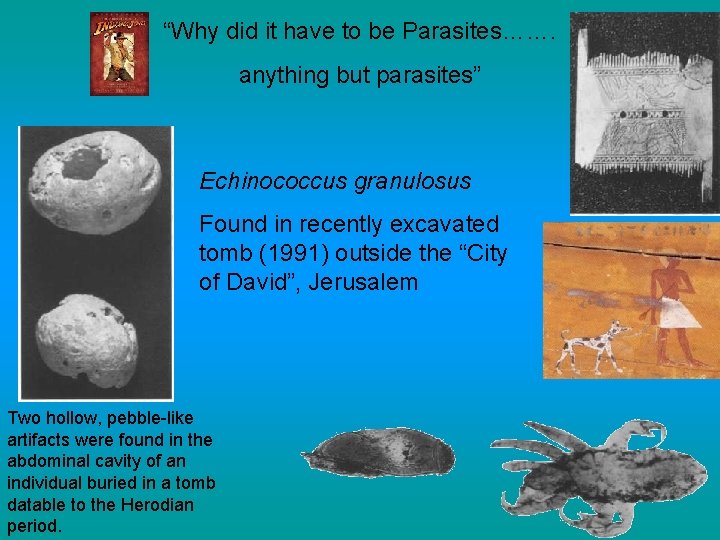 “Why did it have to be Parasites……. anything but parasites” Echinococcus granulosus Found in