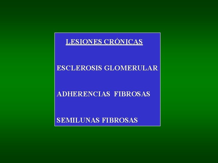 LESIONES CRÓNICAS ESCLEROSIS GLOMERULAR ADHERENCIAS FIBROSAS SEMILUNAS FIBROSAS 
