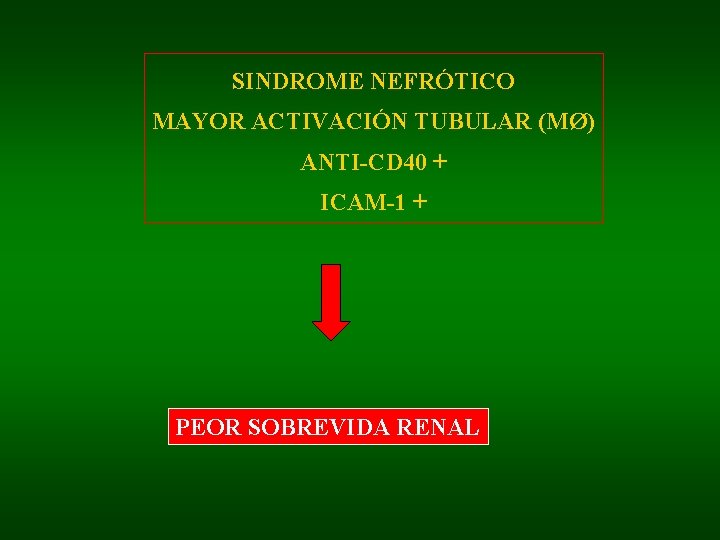 SINDROME NEFRÓTICO MAYOR ACTIVACIÓN TUBULAR (MØ) ANTI-CD 40 + ICAM-1 + PEOR SOBREVIDA RENAL