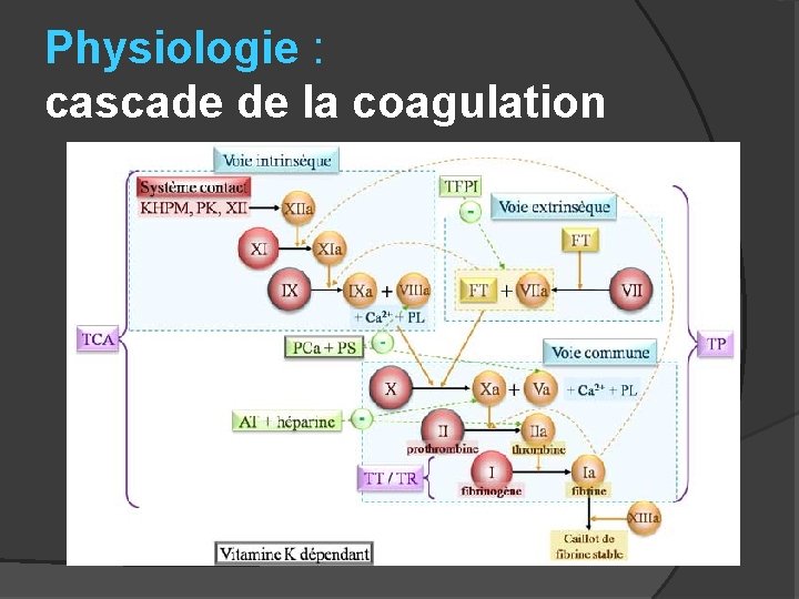 Physiologie : cascade de la coagulation 