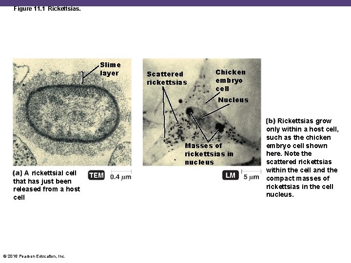 Figure 11. 1 Rickettsias. Slime layer Scattered rickettsias Chicken embryo cell Nucleus Masses of