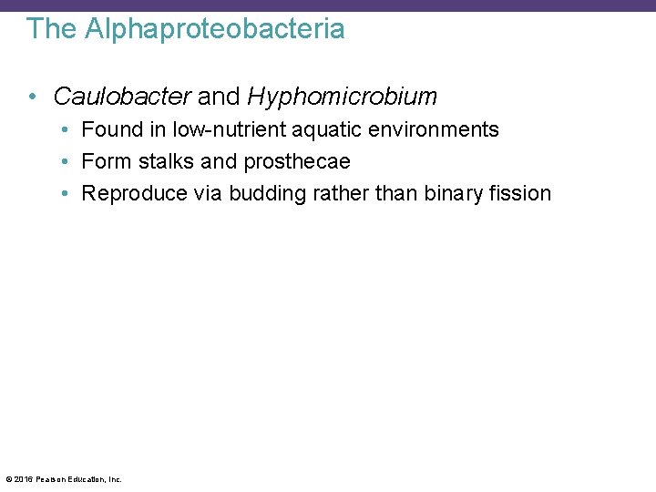 The Alphaproteobacteria • Caulobacter and Hyphomicrobium • Found in low-nutrient aquatic environments • Form