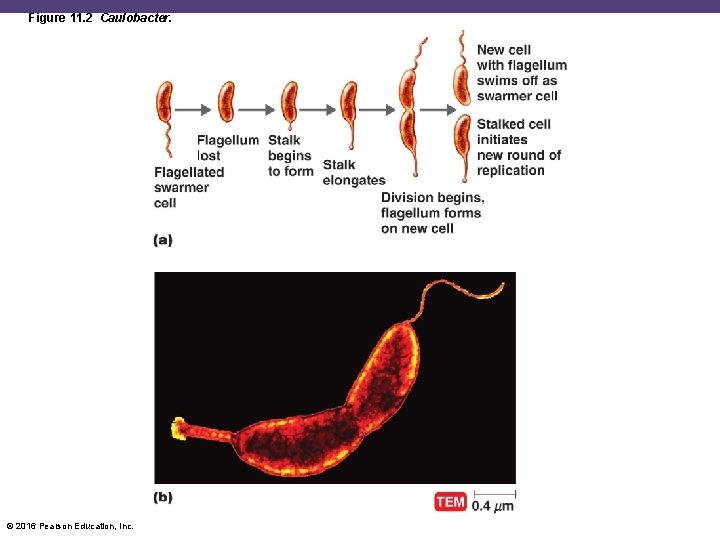 Figure 11. 2 Caulobacter. © 2016 Pearson Education, Inc. 