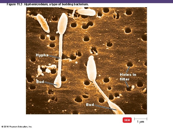 Figure 11. 3 Hyphomicrobium, a type of budding bacterium. Hypha Holes in filter Bud