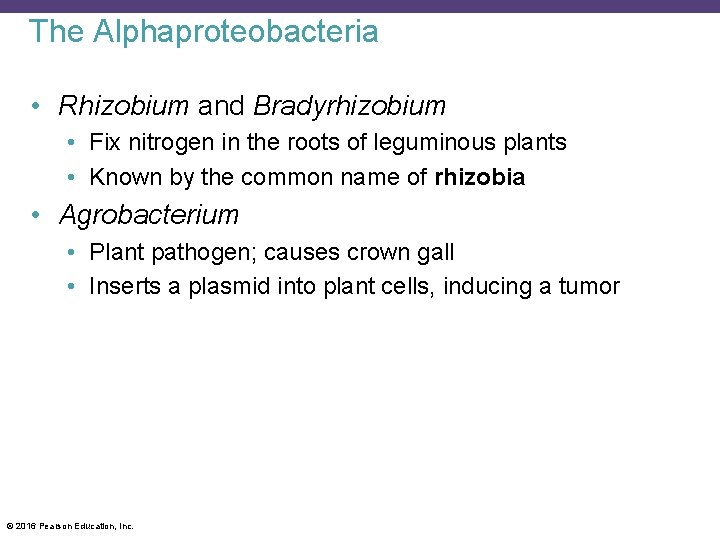 The Alphaproteobacteria • Rhizobium and Bradyrhizobium • Fix nitrogen in the roots of leguminous