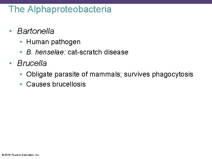 The Alphaproteobacteria • Bartonella • Human pathogen • B. henselae: cat-scratch disease • Brucella
