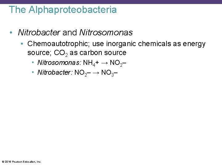 The Alphaproteobacteria • Nitrobacter and Nitrosomonas • Chemoautotrophic; use inorganic chemicals as energy source;