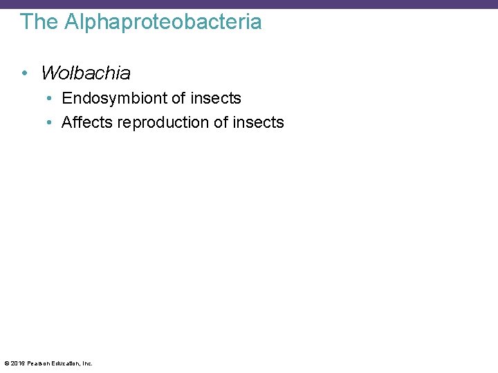 The Alphaproteobacteria • Wolbachia • Endosymbiont of insects • Affects reproduction of insects ©
