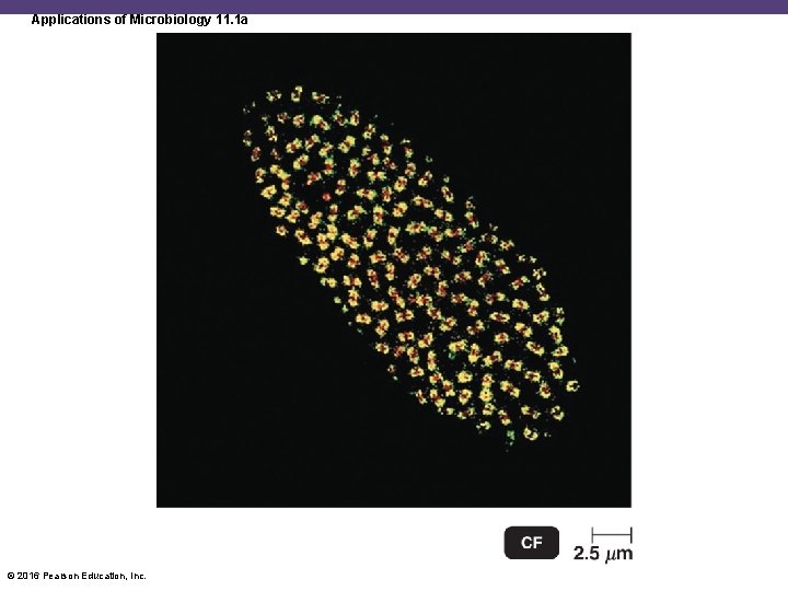 Applications of Microbiology 11. 1 a © 2016 Pearson Education, Inc. 